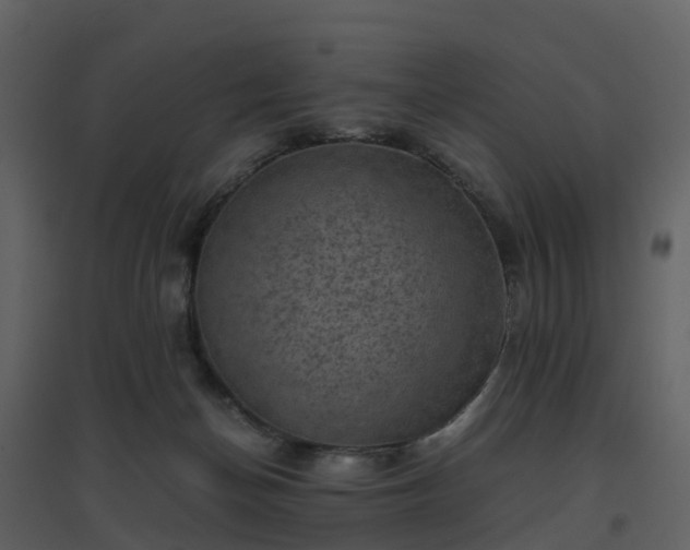 X0000096640174200802121118