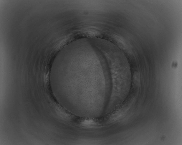 X0000096640177200802121118