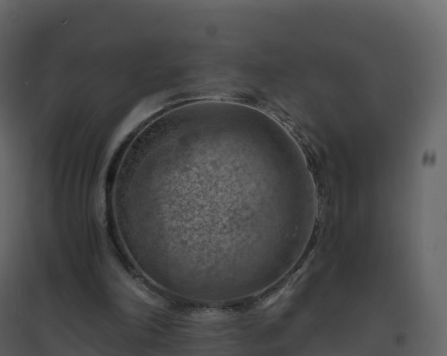 X0000096640198200802121118