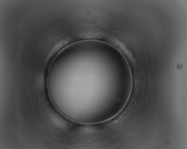 X0000096640250200802121116