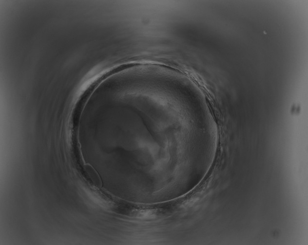 X0000096640295200802121116