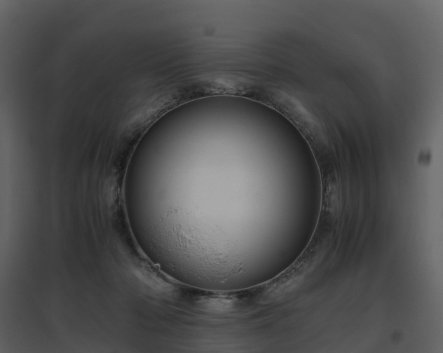 X0000096640318200802121116