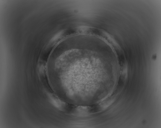 X0000096640332200802121116