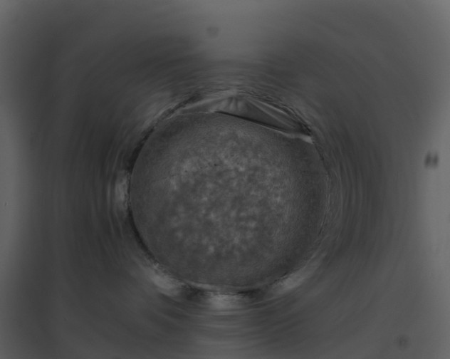 X0000096640336200802121116