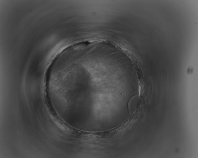 X0000096640339200802121115