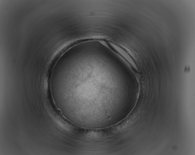 X0000096640350200802121115