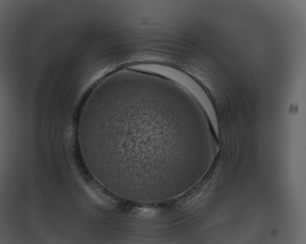 X0000096640352200802121115