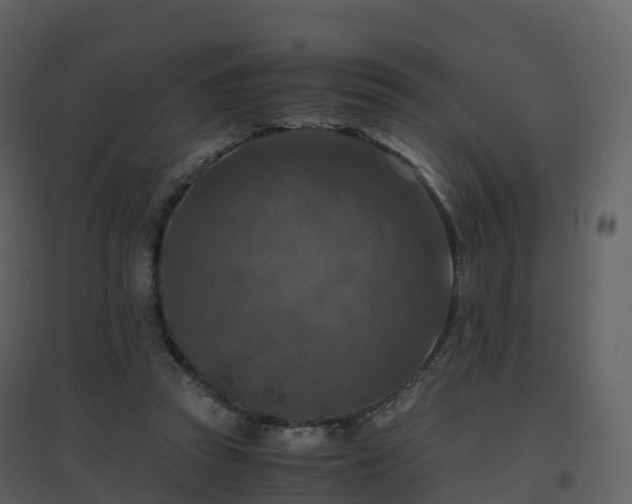 X0000096640353200802121115