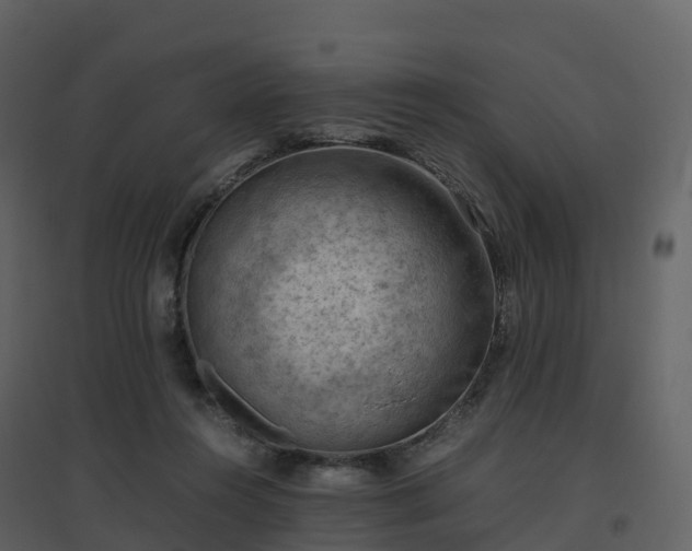 X0000096640360200802121115