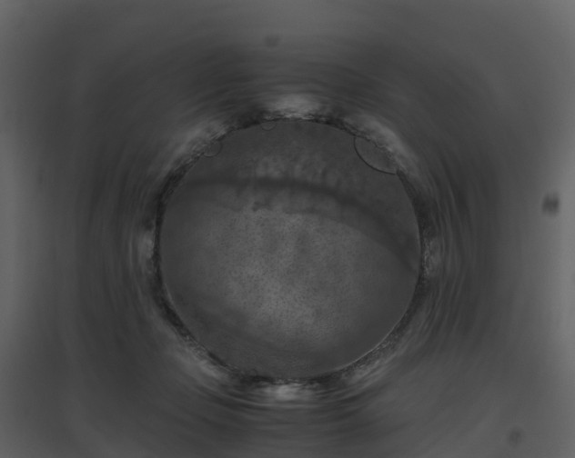 X0000096640365200802121115
