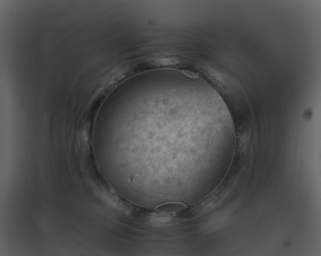 X0000096640373200802121115
