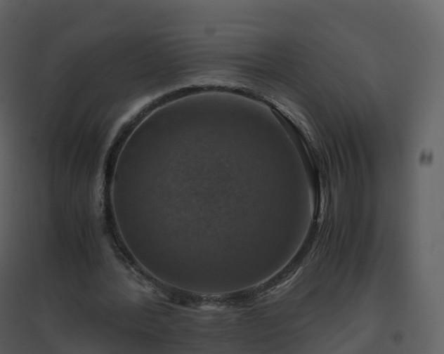 X0000096640388200802121115