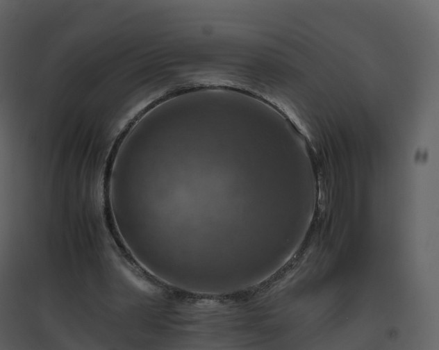 X0000096640390200802121115