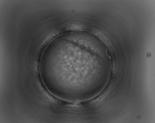X0000096640449200802121114