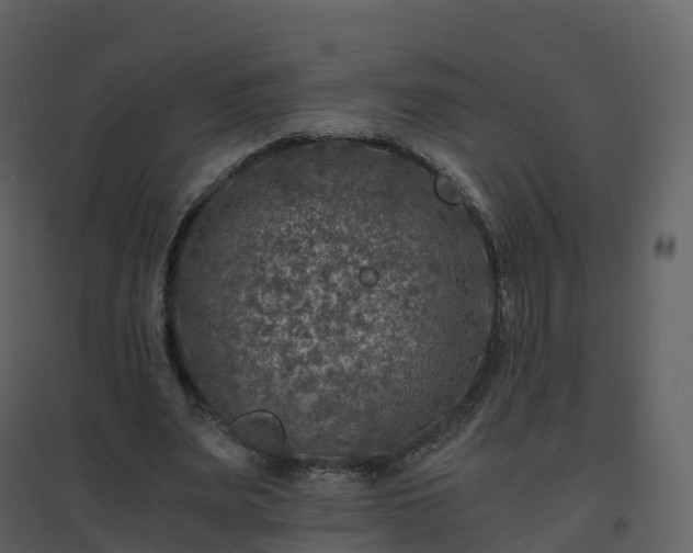 X0000096640487200802121113