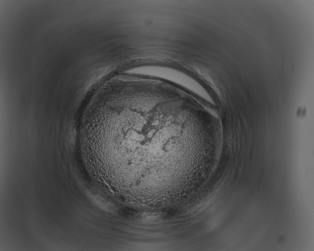 X0000096640495200802121113