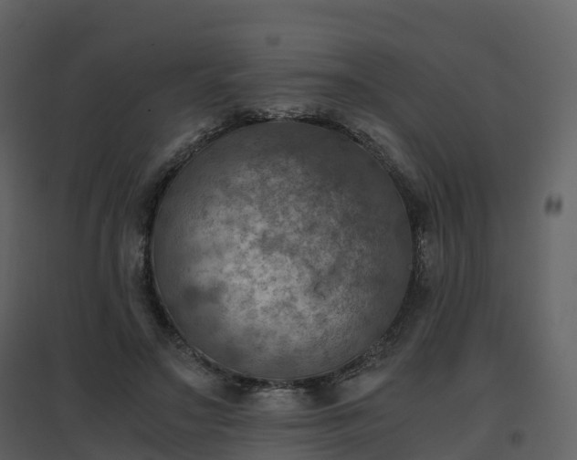 X0000096640499200802121113