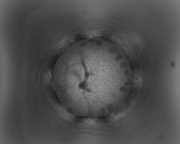 X0000096640523200802121113