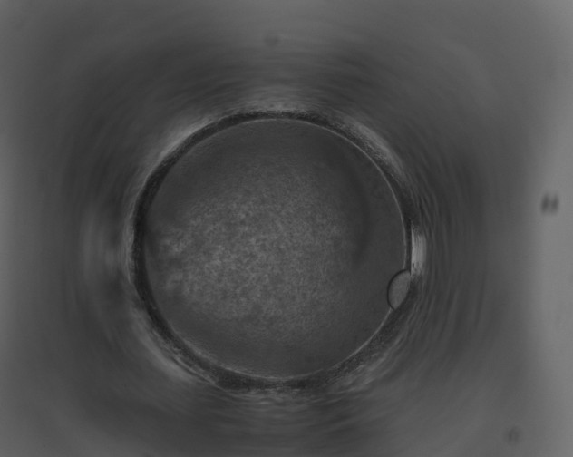 X0000096640627200802121111