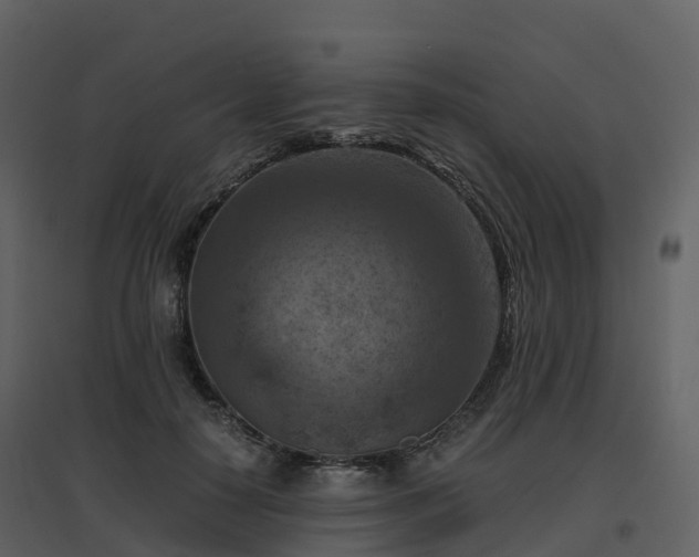 X0000096640650200802121111
