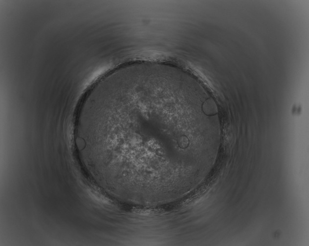 X0000096640679200802121110