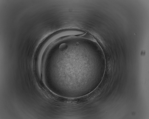 X0000096640680200802121110