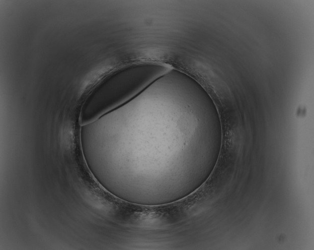 X0000096640688200802121110