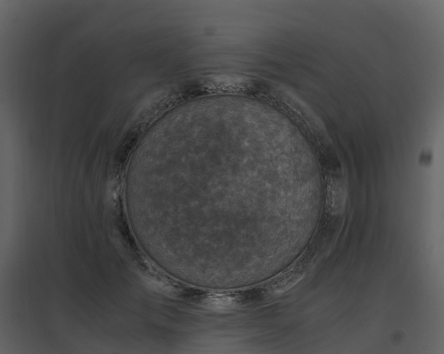 X0000096640701200802121110