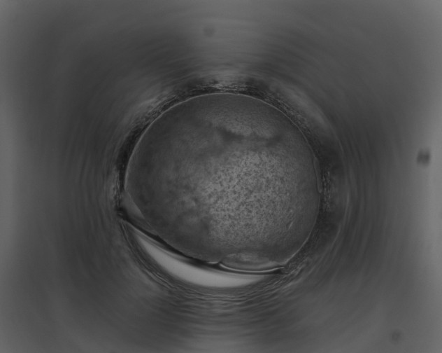 X0000096640748200802121110