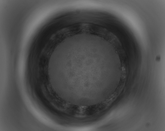 X0000096640765200802121110