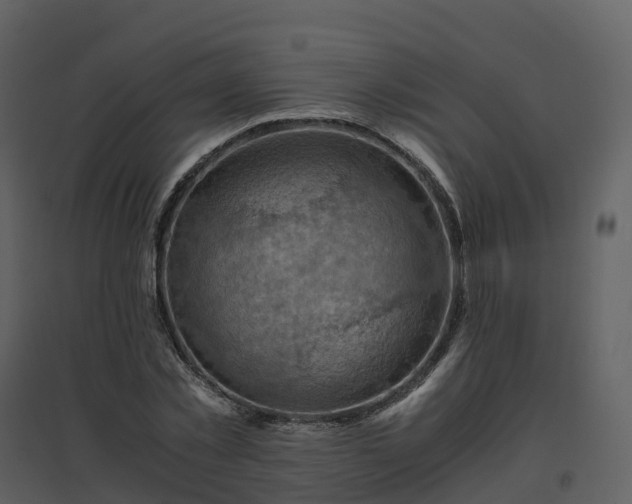 X0000096640781200802121109