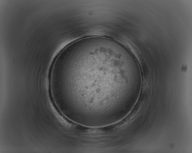 X0000096640795200802121109