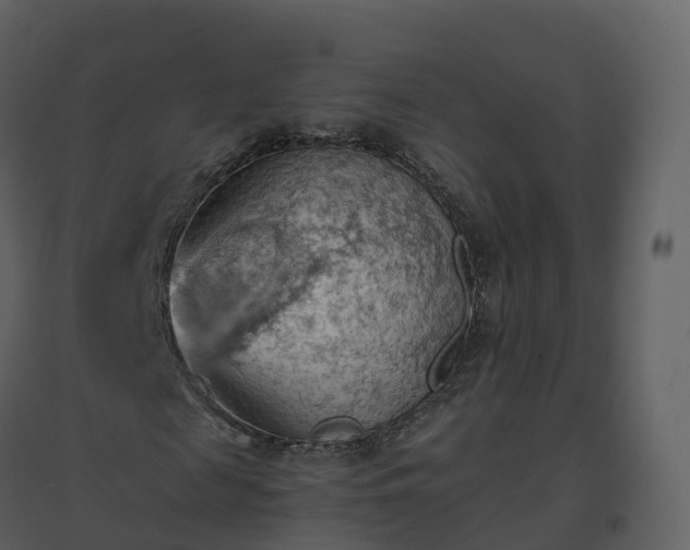X0000096640817200802121108