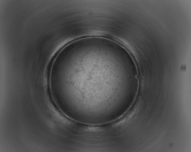 X0000096640835200802121108