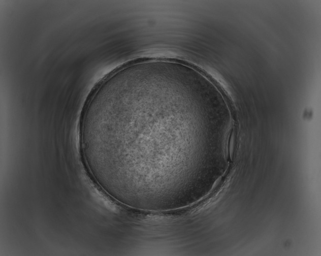X0000096640840200802121108