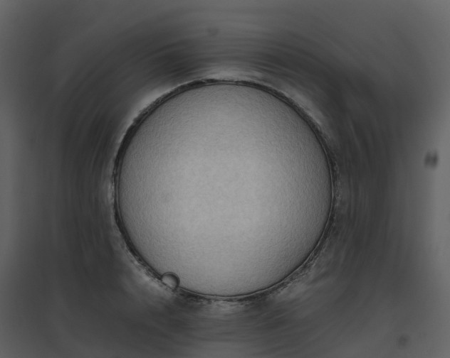 X0000096640848200802121108