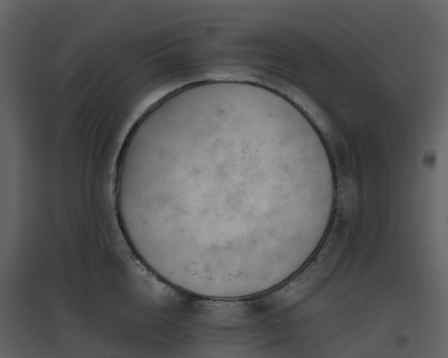 X0000096640856200802121108