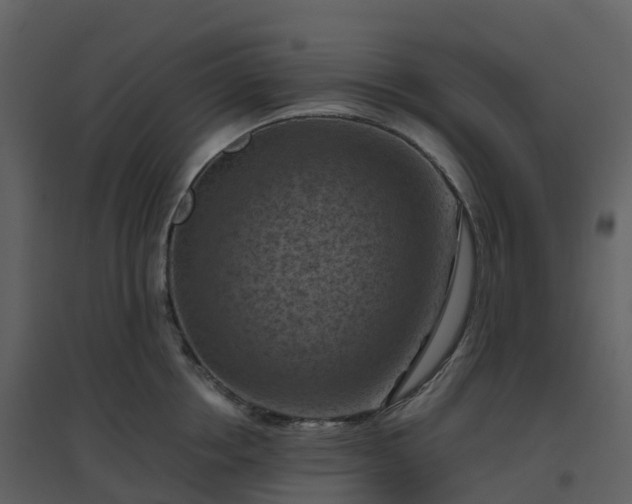 X0000096640858200802121108