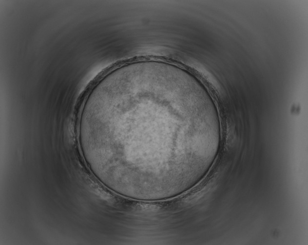 X0000096640878200802121108
