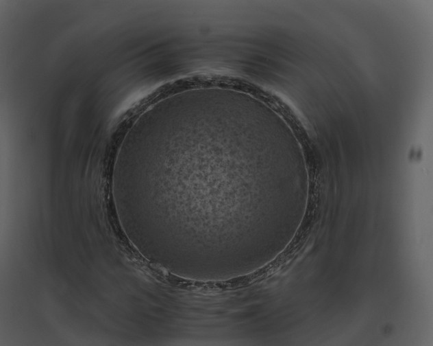 X0000096640919200802121106