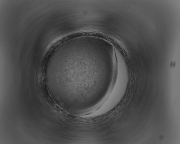 X0000096640920200802121106