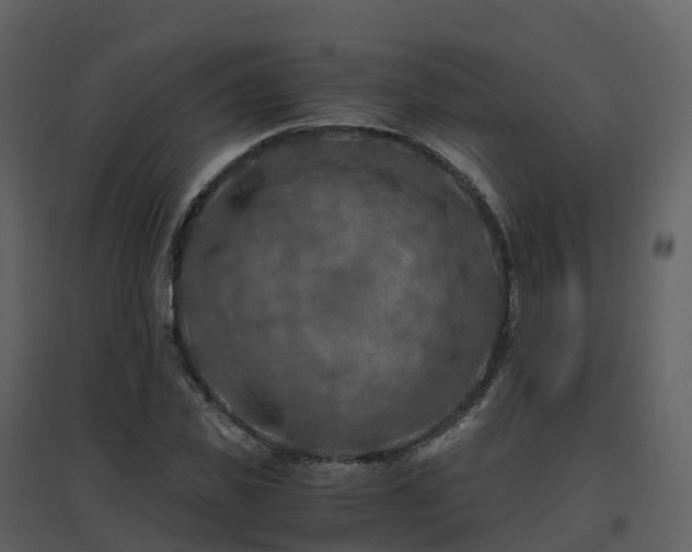 X0000096640925200802121107