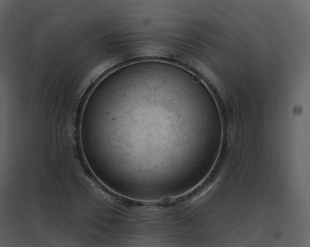 X0000096640930200802121107