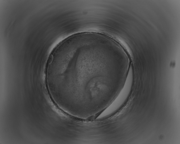X0000096640944200802121107