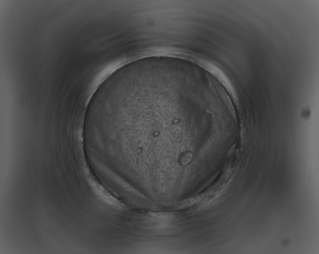 X0000096640954200802121107