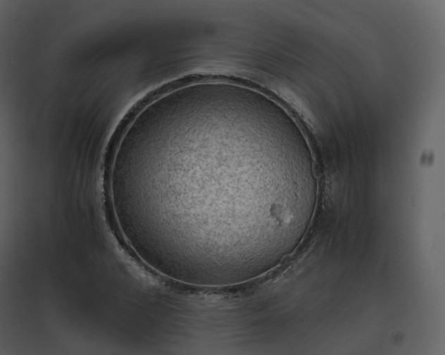 X0000096640976200802121106