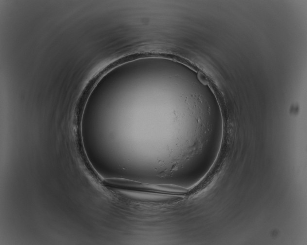 X0000096640981200802121106