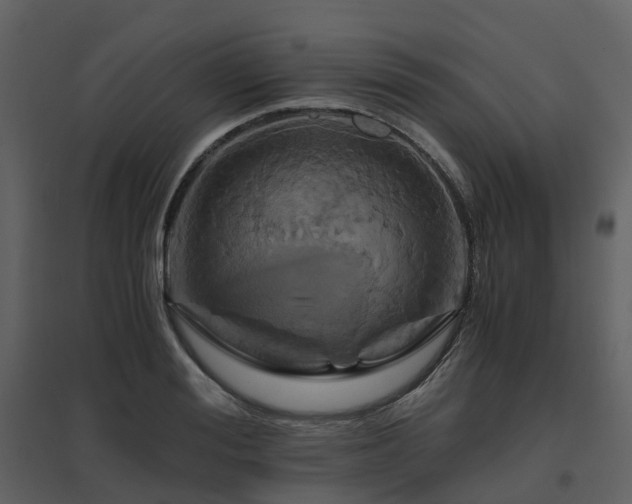 X0000096640988200802121106