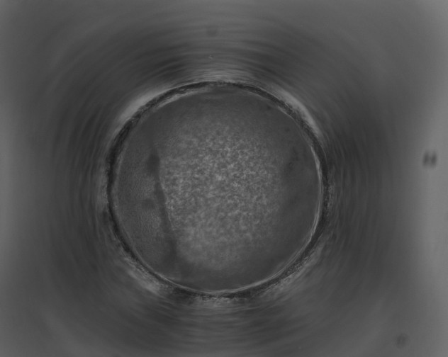 X0000096641019200802121105