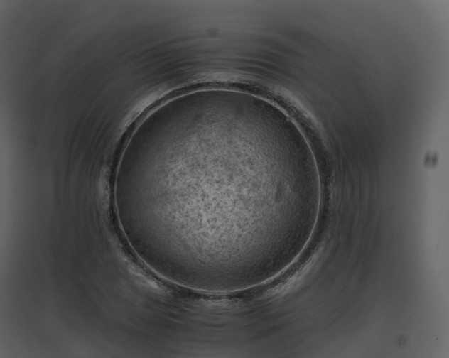 X0000096641025200802121105